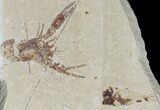 Fossil Lobster (Pseudostacus) Pos/Neg - Lebanon #112648-1